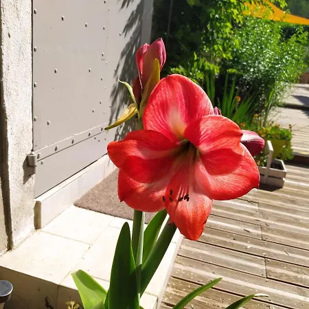 Le Frangipanier Πανσιόν